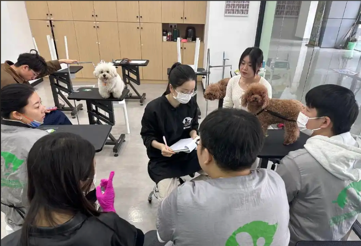 通州区宠物美容师宠物美容培训学校 - 一站式服务